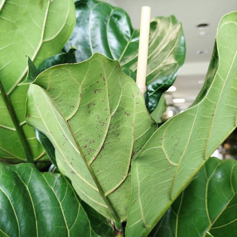 Fikus dębolistny (Ficus lyrata) 160cm