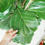 Fikus dębolistny (Ficus lyrata) 160cm