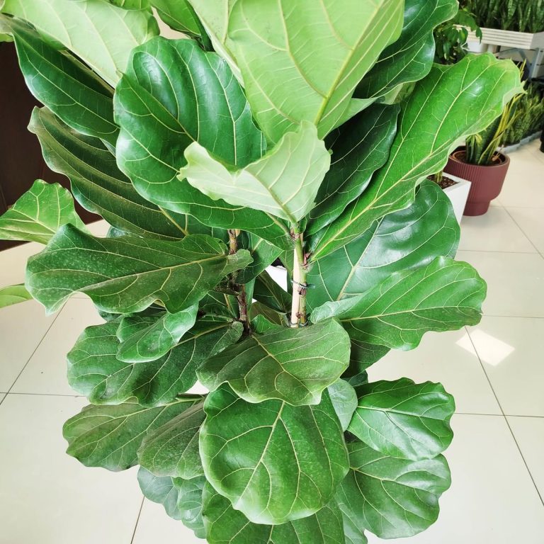 Fikus dębolistny (Ficus lyrata) 160cm
