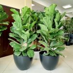 Fikus dębolistny (Ficus lyrata) 160cm