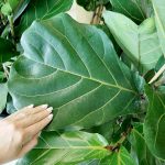 Fikus dębolistny (Ficus lyrata) 160cm