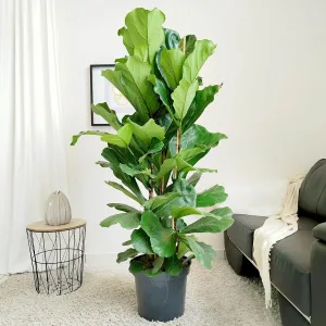 Fikus dębolistny (Ficus lyrata) 160cm