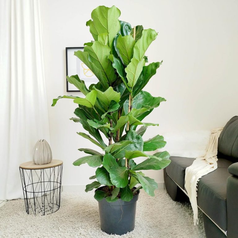 Fikus dębolistny (Ficus lyrata) 160cm