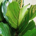 Fikus dębolistny (Ficus lyrata) 160cm