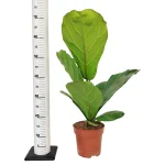 Fikus dębolistny (Ficus lyrata) 80cm