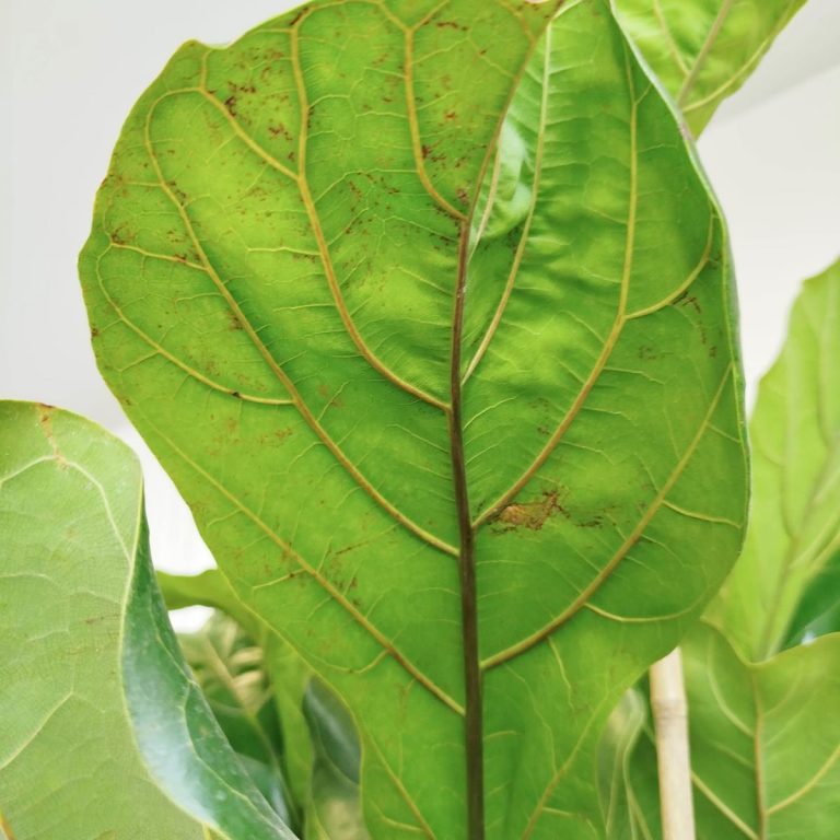 Fikus dębolistny (Ficus lyrata) 185cm