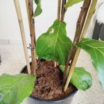 Fikus dębolistny (Ficus lyrata) 185cm