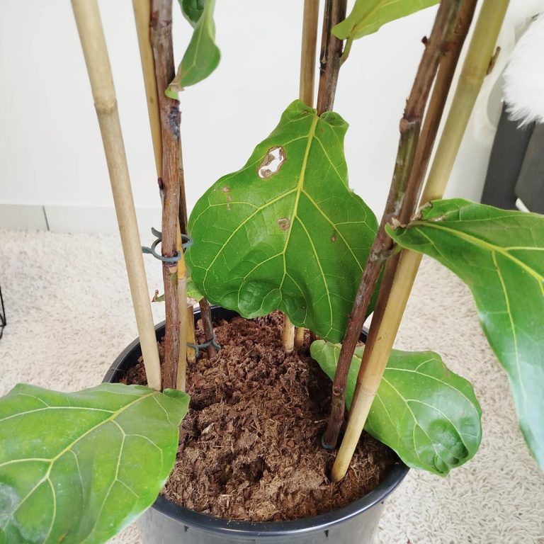 Fikus dębolistny (Ficus lyrata) 185cm