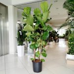 Fikus dębolistny (Ficus lyrata) 185cm