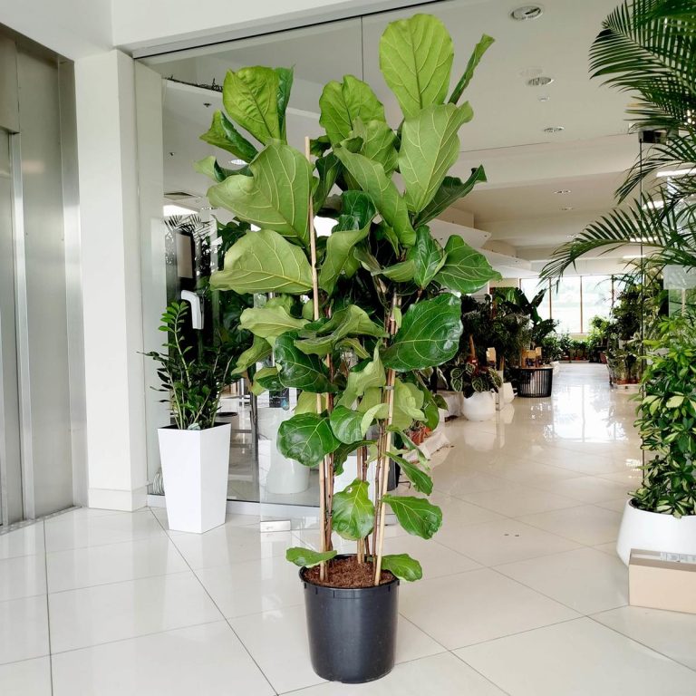 Fikus dębolistny (Ficus lyrata) 185cm