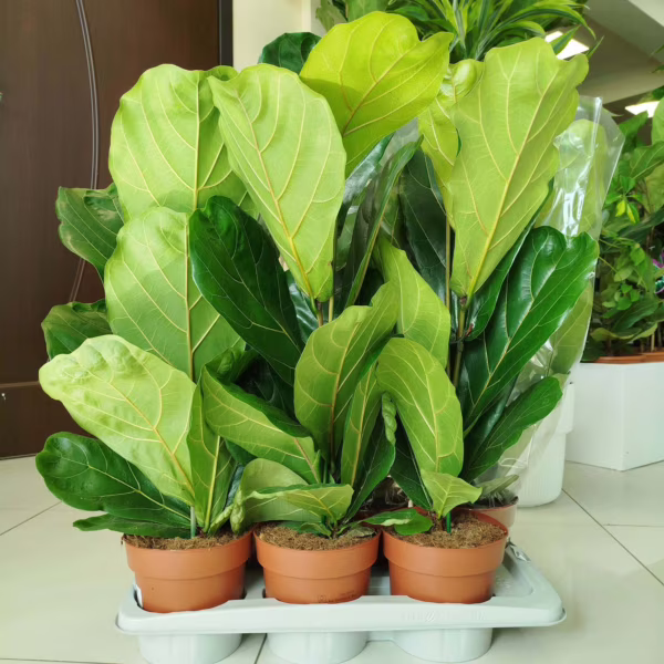 Fikus dębolistny (Ficus lyrata) 65-70cm