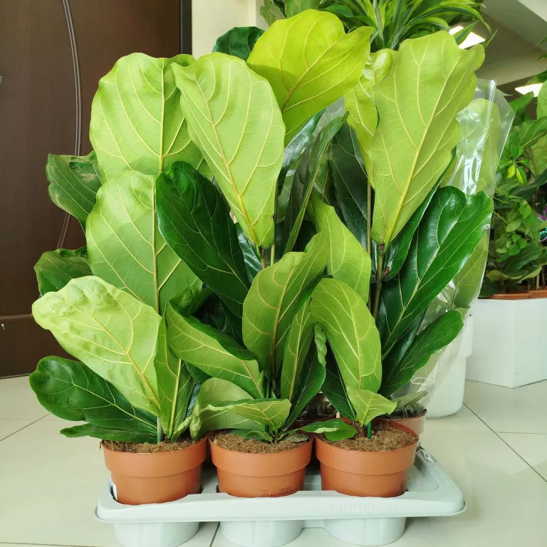 Fikus dębolistny (Ficus lyrata) 80cm