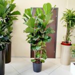 Fikus dębolistny (Ficus lyrata) 185cm