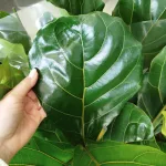 Fikus dębolistny (Ficus lyrata) 80cm