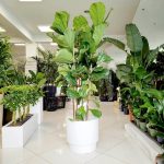 Fikus dębolistny (Ficus lyrata) 185cm