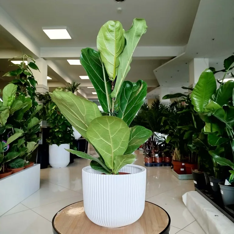 Fikus dębolistny (Ficus lyrata) 80cm