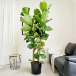 Fikus dębolistny (Ficus lyrata) 185cm