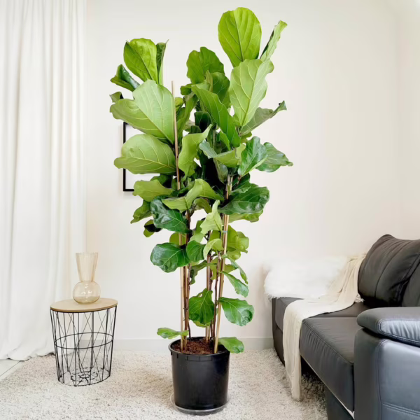 Fikus dębolistny (Ficus lyrata) 180-190cm