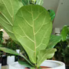 Fikus dębolistny (Ficus lyrata) 80cm