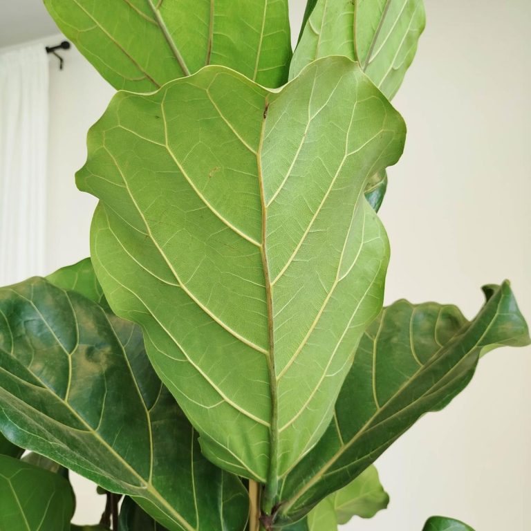 Fikus dębolistny (Ficus lyrata) 185cm