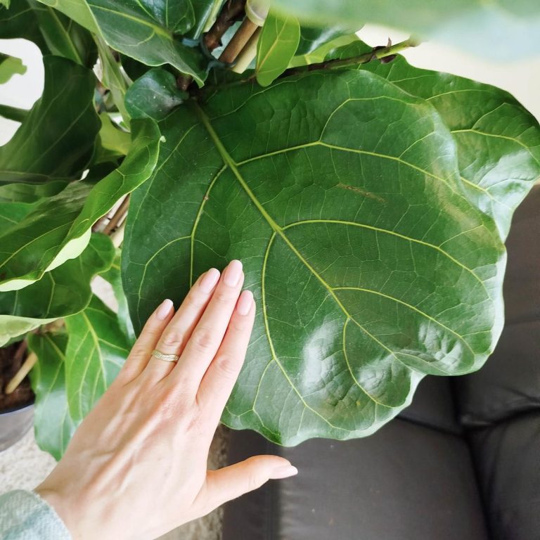 Fikus dębolistny (Ficus lyrata) 185cm