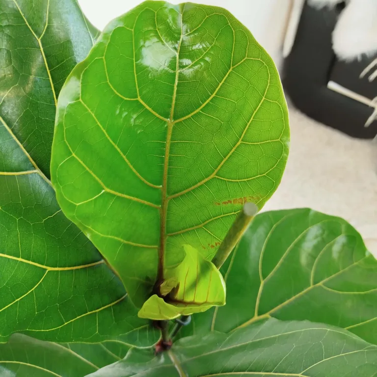 Fikus dębolistny (Ficus lyrata) 80cm