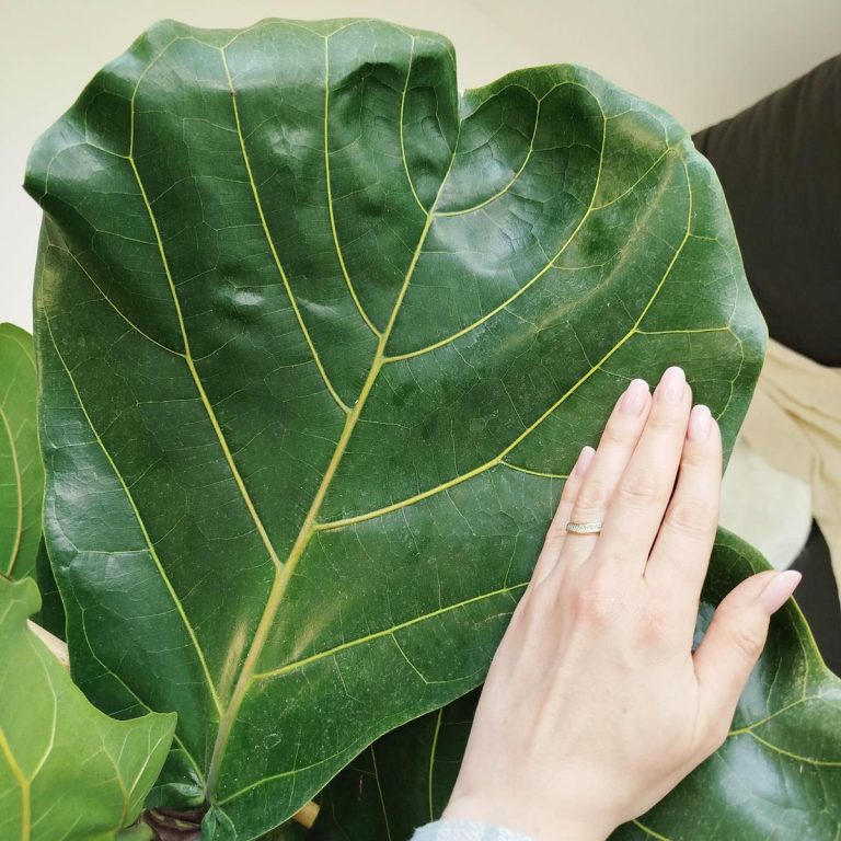 Fikus dębolistny (Ficus lyrata) 185cm