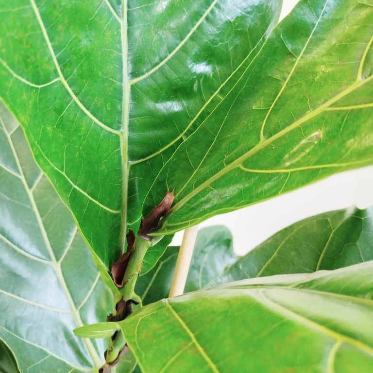 Fikus dębolistny (Ficus lyrata) 185cm