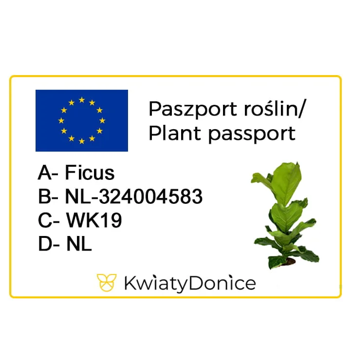 Fikus dębolistny (Ficus lyrata) 30cm