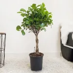 Fikus tępy (Ficus microcarpa 'Moclame') 80cm