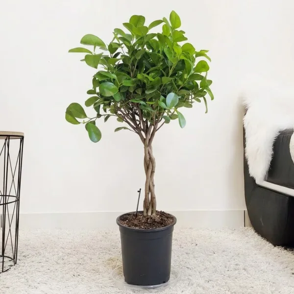 Fikus tępy (Ficus microcarpa 'Moclame') 80cm