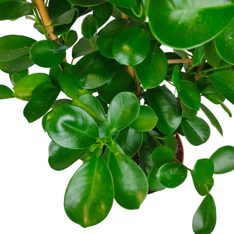 Fikus tępy (Ficus microcarpa 'Moclame') 100cm