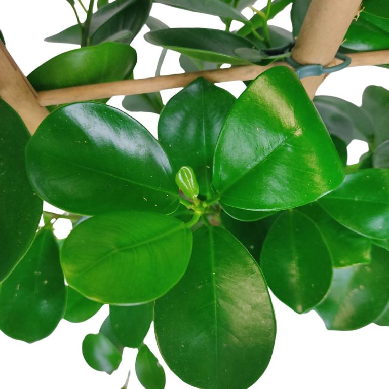 Fikus tępy (Ficus microcarpa 'Moclame') 100cm