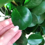 Fikus tępy (Ficus microcarpa 'Moclame') 100cm