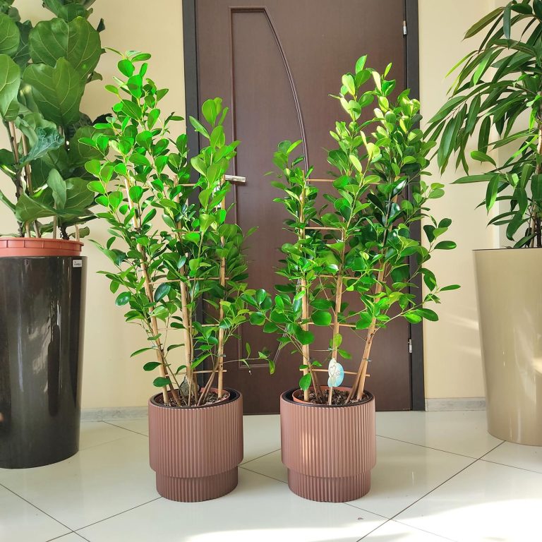 Fikus tępy (Ficus microcarpa 'Moclame') 100cm