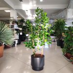 Fikus tępy (Ficus microcarpa 'Moclame') 100cm