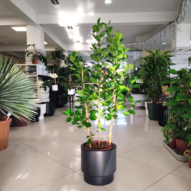 Fikus tępy (Ficus microcarpa 'Moclame') 100cm