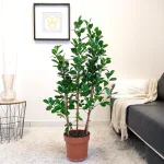 Fikus tępy (Ficus microcarpa 'Moclame') 100cm