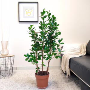 Fikus tępy (Ficus microcarpa 'Moclame') 90-100cm