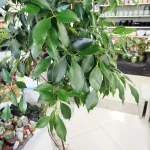 Fikus tępy (Ficus microcarpa 'Nitida') 230cm