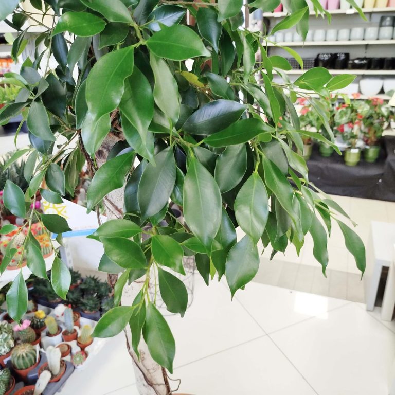 Fikus tępy (Ficus microcarpa 'Nitida') 230cm