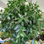 Fikus tępy (Ficus microcarpa 'Nitida') 230cm