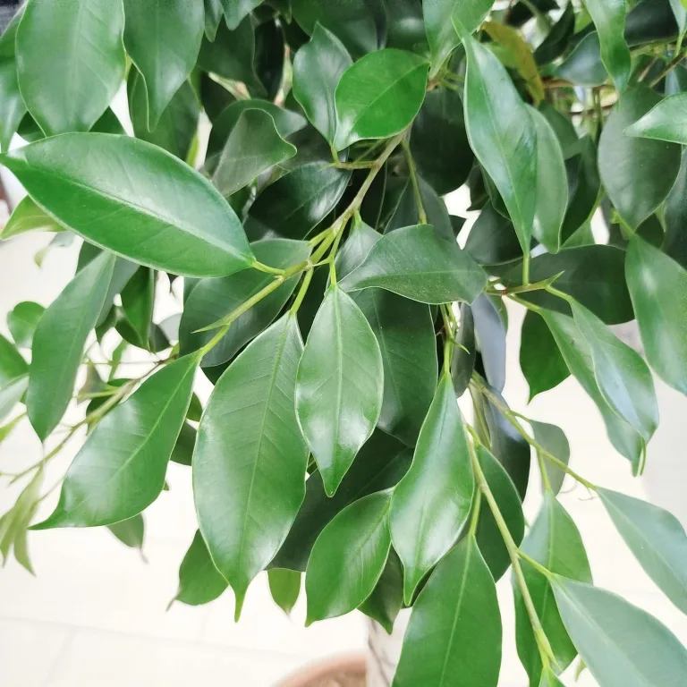 Fikus tępy (Ficus microcarpa 'Nitida') 230cm