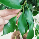 Fikus tępy (Ficus microcarpa 'Nitida') 230cm