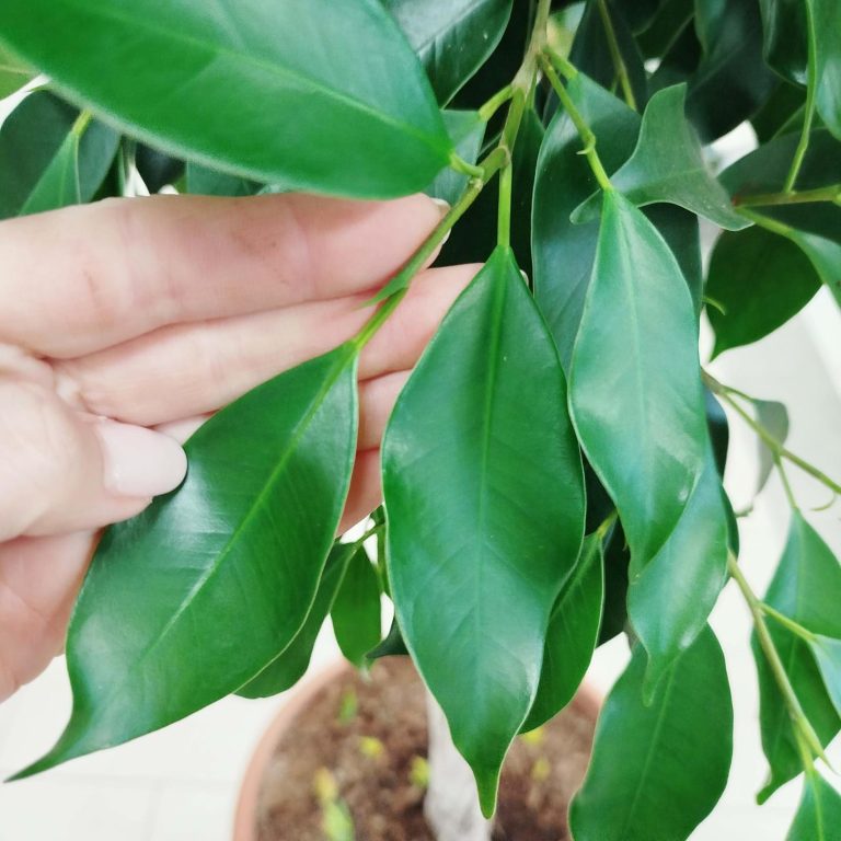Fikus tępy (Ficus microcarpa 'Nitida') 230cm
