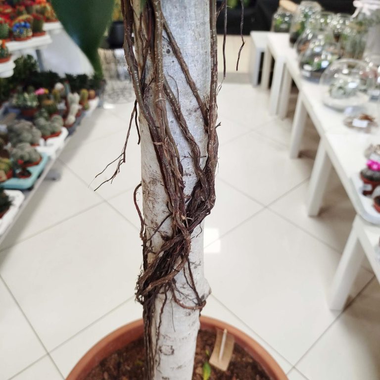 Fikus tępy (Ficus microcarpa 'Nitida') 230cm