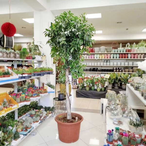 Fikus tępy (Ficus microcarpa 'Nitida') 220-230cm