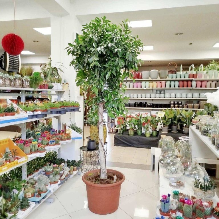 Fikus tępy (Ficus microcarpa 'Nitida') 230cm