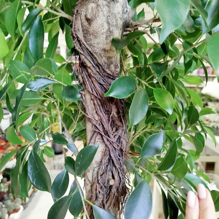 Fikus tępy (Ficus microcarpa 'Nitida') 230cm