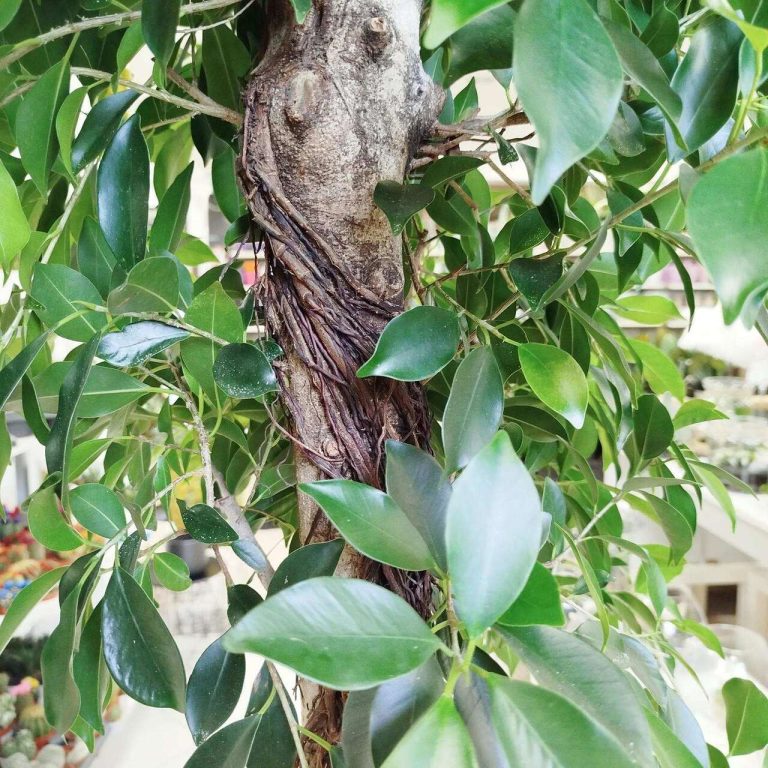 Fikus tępy (Ficus microcarpa 'Nitida') 230cm